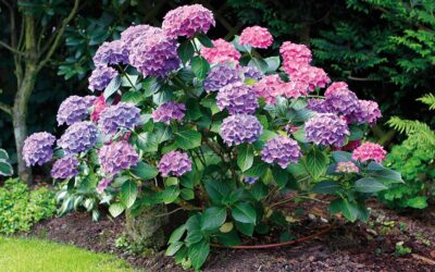 Lühr GmbH ist offizieller Netafim Service- und Fachhandelspartner für Grünflächenbewässerung